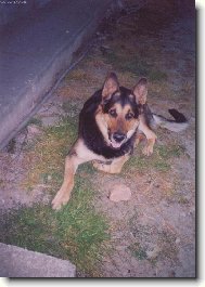 German Shepherd Dog