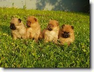 Deutscher spitz - Kleinspitz, German Spitz  Miniature Spitz