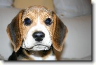 Beagle