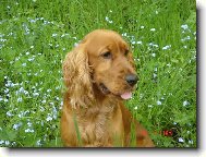 English Cocker Spaniel