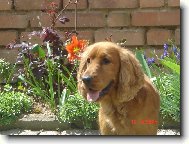 English Cocker Spaniel