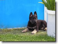 German Shepherd Dog