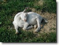 Chinese Crested Dog