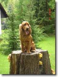 English Cocker Spaniel