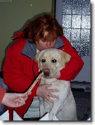 Labrador Retriever