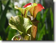 Nepenthes