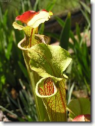 Nepenthes