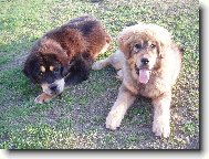 Tibetan Mastiff