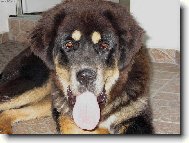 Tibetan Mastiff