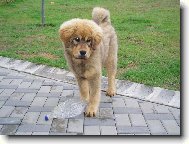 Tibetan Mastiff