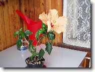 Hibiscus rosa-sinensis