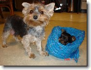 Jorkrsk terier, Yorkshire Terrier,