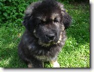 Tibetan Mastiff