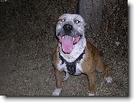 American Pit Bull Terrier