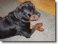 Rottweiler