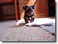 Jorkrsk terier, Yorkshire Terrier,