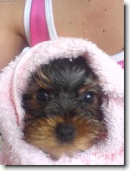 Jorkrsk terier, Yorkshire Terrier,