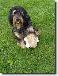 English Cocker Spaniel