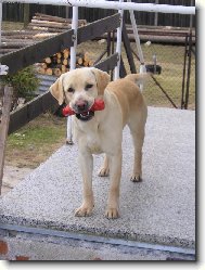 Labrador Retriever