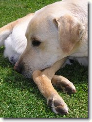 Labrador Retriever