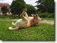 Labrador Retriever
