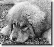 Tibetan Mastiff