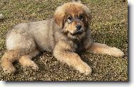 Tibetan Mastiff