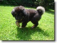 Tibetan Mastiff