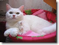 British shorthairs cat