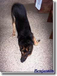 German Shepherd Dog