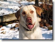 Labrador Retriever