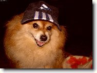Schipperke \(Dog standard\)