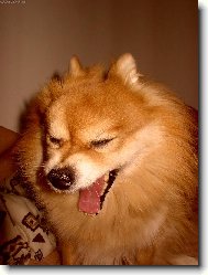 Schipperke \(Dog standard\)