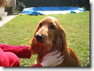 English Cocker Spaniel