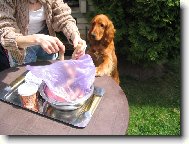 English Cocker Spaniel