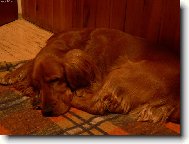 English Cocker Spaniel