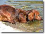 Dachshund