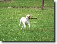 Labrador Retriever
