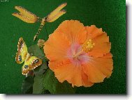 Hibiscus rosa-sinensis