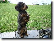 Dachshund
