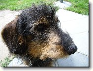 Dachshund