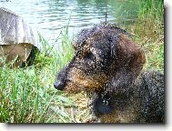 Dachshund