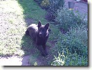 German Shepherd Dog