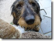 Dachshund