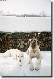 English Mastiff