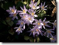 Codieum variegatum pictum