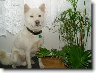 Ainu Dog
