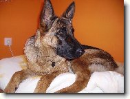 German Shepherd Dog