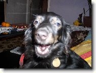 Dachshund