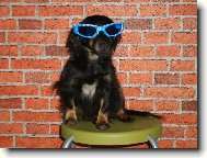 Dachshund